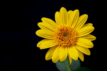 Selective focus of golden yellow flowers in garden, Tithonia diversifolia is a species of flowering plant in the family Asteraceae that is commonly known as Mexican sunflower, Nature floral background