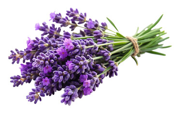 Lavender flowers isolated on white background, png, ai generated.