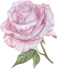 Watercolor pink rose hand drawn. Isolated on white background.