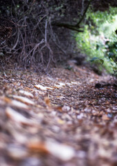 breadcrumbs through a forest