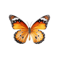 Fototapeta premium Close-up of an orange and white butterfly