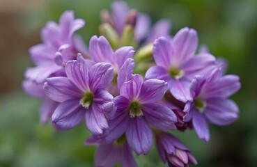 Closeup of blooming purple hoary stock flowers in garden setting. Vibrant purple blossoms feature delicate petals, light fragrance, perfect for spring decorations, floral arrangements. Natural beauty