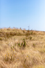 Obraz premium Wind Turbines in Rural Landscape with Wildflowers