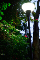街灯と椿