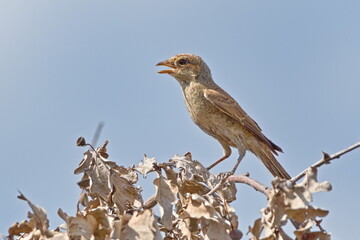 Juvenile Red-backed Shrike aka Lanius collurio perched on a branch with soft, fluffy plumage. Common bird in Czech republic.