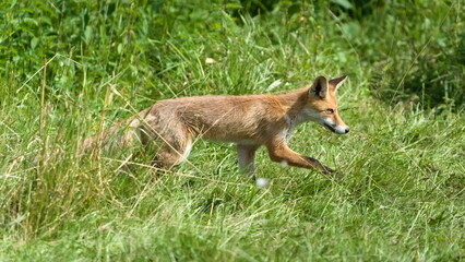 Vulpes vulpes aka The red fox is hunting rodents on the field. Summer evening. Nature of Czech republic.