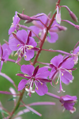 Schmalblättriges Weidenröschen