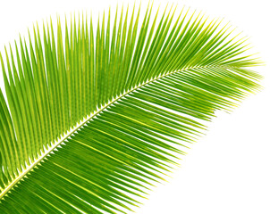 Obraz premium Elegant Green Palm Leaves against a Pristine White Background, Ideal for Tropical and Natural Decor Themes