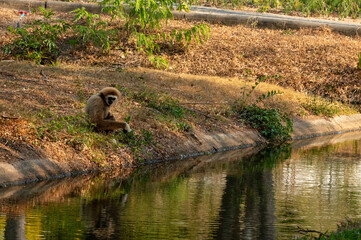 Thailand Bangkok Zoo