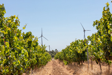  Vine Rows with Ripening Grapes on Sunny Farmland