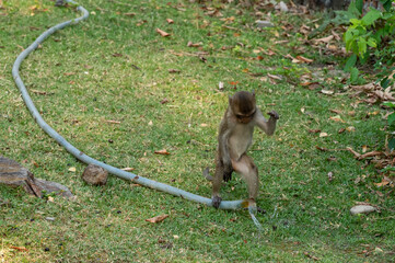 Thailand Bangkok zoo