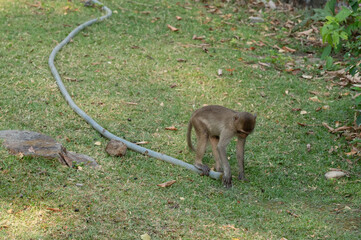 Thailand Bangkok zoo