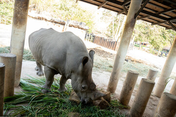 Rhino at the zoo, Bangkok Thailand