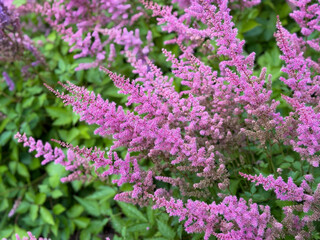 Beautiful blooming vibrant pink purple Chinese astilbe decorative garden flowers close up, floral...