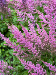 Beautiful blooming vibrant pink purple Chinese astilbe decorative garden flowers close up, floral wallpaper background with pink purple Astible flowers