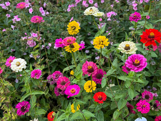 Colorful Zinnia flowers blooming in a vibrant summer garden. Bright red, pink, yellow, and white...