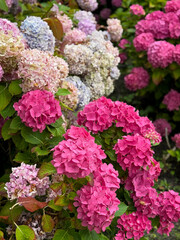 Beautiful blooming soft pink purple Hydrangea flowers in botanical garden park in spring summer time close up