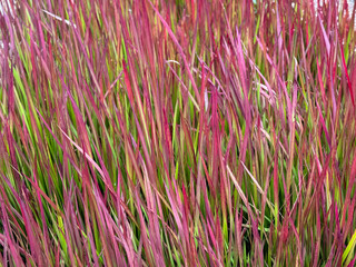 Beautiful decorative vibrant pink red and green ornamental grass Imperata cylindrica close up