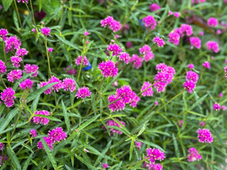 Blooming vibrant pink Globe Amaranth decorative flowers on green flower bed close up