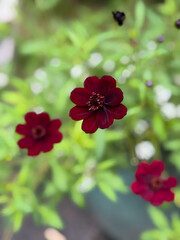 Fototapeta premium Close-up of deep red Chocolate Cosmos flowers Cosmos atrosanguineus with soft blurred background