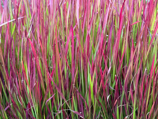 Beautiful decorative vibrant pink red and green ornamental grass Imperata cylindrica close up