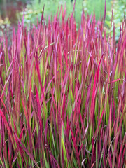 Beautiful decorative vibrant pink red and green ornamental grass Imperata cylindrica close up