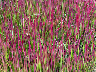 Beautiful decorative vibrant pink red and green ornamental grass Imperata cylindrica close up