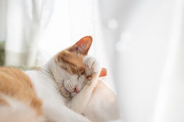 毛づくろいをする猫　茶トラ白	