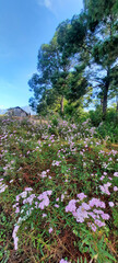Wooden house surrounded by purple flowers and pine trees. 