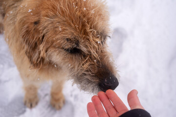 Red big sad shaggy dog in the snow and a person's hand stretched out to her, soft selective focus....