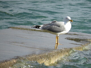 Seagull Watching the Sea waving