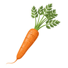 Fresh orange carrot with green tops on transparent background, vector, isolated