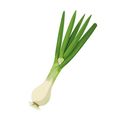Green onion bulb with green stalks on transparent background, vector, isolated