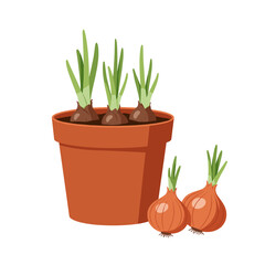 Onion plant growing in pot with fresh bulbs beside it, transparent background, vector, isolated 