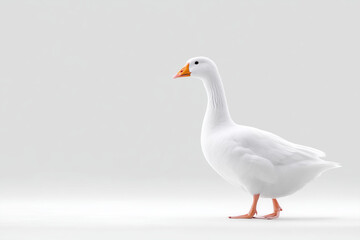 White goose on the side of a minimalist background, copy space.