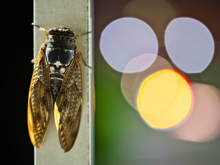 Tokyo, Japan - August 3, 2025: Closeup of a cicada and traffic signals at night
