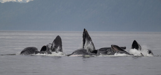 Bubble Net Feeding, Humpback Whales, Frederick Sound, Alaska