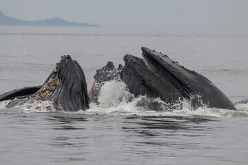 Bubble Net Feeding, Humpback Whales, Frederick Sound, Alaska