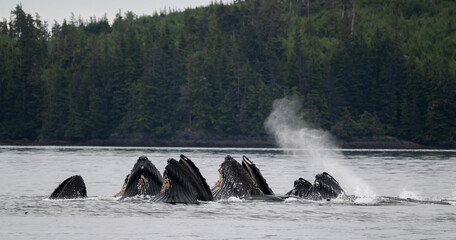 Bubble Net Feeding, Humpback Whales, Frederick Sound, Alaska