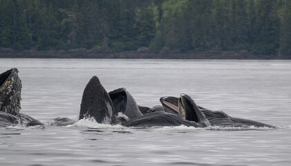 Bubble Net Feeding, Humpback Whales, Frederick Sound, Alaska