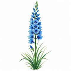 Fototapeta premium Stylized botanical watercolor illustration of tall blue delphinium flower stalk. Hand-drawn floral art isolated on white background. Delicate blossom blooms with green leaves. Perfect for design,