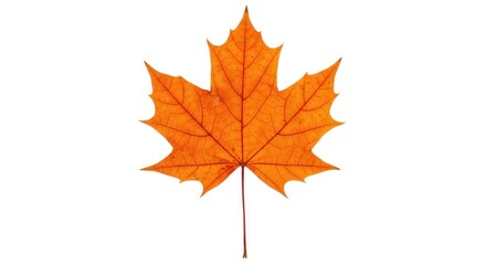 Fototapeta premium Vibrant Orange Maple Leaf Isolated on White Background, Detailed Veins
