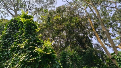 tropical trees in the city forest