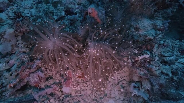 A Goniopora coral extends its delicate polyps, each tipped with star-shaped ends that appear to glow in the water. Filmed in the Philippines. Check my portfolio for more coral footage.