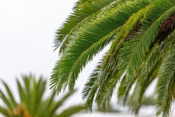 Fototapeta premium Close-up of palm fronds, slightly out of focus background