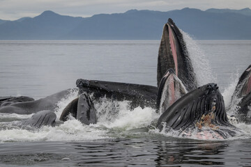 Humpback Whales Bubble Net Feeding, Alaska