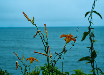 Flowers by the Beach