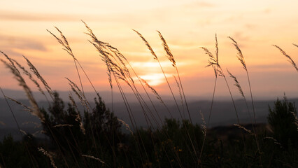 Fototapeta premium A close-up shot captures the silhouettes of ears of corn or dried grasses against a sunset sky. The light of the setting sun, in orange and gold tones, illuminates the background softly