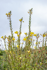 Obraz premium Oenothera elata is a species of Oenothera，Hooker's evening primrose or tall evening primrose. Monterey, California. 