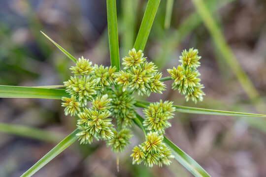 Laguna Del Rey, Monterey, California. Cyperus eragrostis is a species of sedge, tall flatsedge, nutgrass, tall nutgrass, umbrella sedge, chufa, Earth almond, zula nuts, edible galingale 
